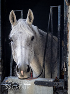 NH051025-95 - The Carpenter